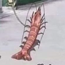 shrinp